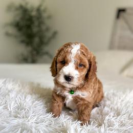 Blaze - Red  male Goldendoodle puppy in Southeast Arcadia, Florida from Desoto Doodles