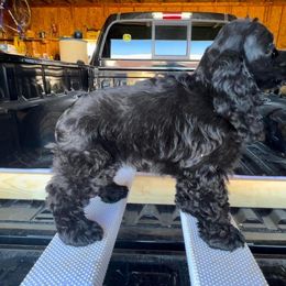 Cocker Spaniel Puppies from SuperNova’s American Cocker Spaniels