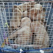 Labrador Retriever and Welsh Springer Spaniel Puppies from Puget Sound Labrador Retriever Association