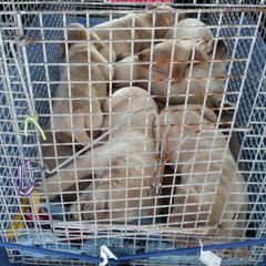 Labrador Retriever and Welsh Springer Spaniel Puppies from Puget Sound Labrador Retriever Association