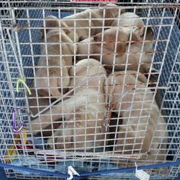 Labrador Retriever and Welsh Springer Spaniel Puppies from Puget Sound Labrador Retriever Association