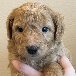 Grace - Yellow and white female Bernedoodle puppy in Caldwell, Idaho from Treasure Valley Poodles