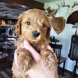 Mack - Red  male Goldendoodle puppy in Forest, Ohio from Mini Doodle Buddies
