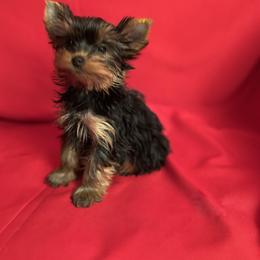 SD orange boy - Blue and gold male Yorkshire Terrier puppy in Alburnett, Iowa from Hobbs Shire Yorkies