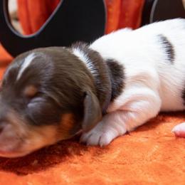 Denim Blue - Chocolate and tan male Dachshund puppy in Washington from Devoted Doxies, Lorraine’s Yorkies