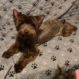 Tennessee - Yorkshire Terrier