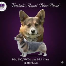 Bluey - Pembroke Welsh Corgi