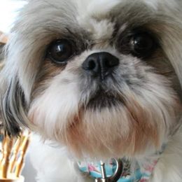 Shih Tzu Puppies from Shantii's Shih Tzu's