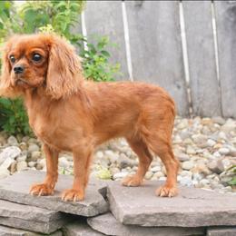 Brooke - Cavalier King Charles Spaniel