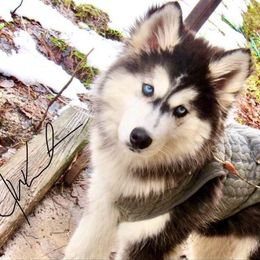 Siberian Husky All Grown Up from Joel's Husky Kennels