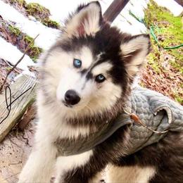 Siberian Husky All Grown Up from Joel's Husky Kennels