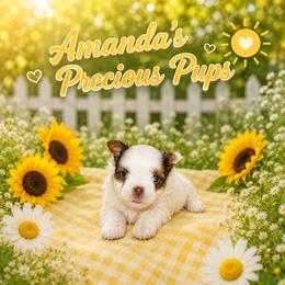 Oakley - Chocolate, tan and white male Yorkshire Terrier puppy in Wartburg, Tennessee from Amanda's Precious Pups