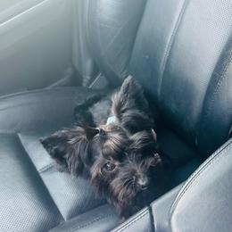Chloe - Black and tan female Yorkshire Terrier puppy in Aurora, Illinois from YorkieLux