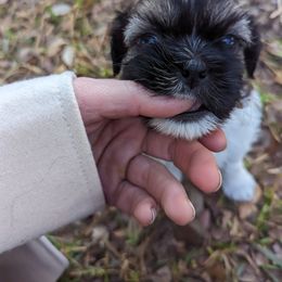 Shih Tzu Puppies from We Shih Tzu Not!