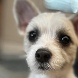 Mack - Maltese