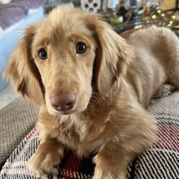 Basset Hounds and Dachshunds from The Gorman Hounds