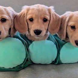 Dachshunds from English Cream Dream Dachshunds