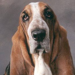Basset Hounds from Calabria Basset Hounds