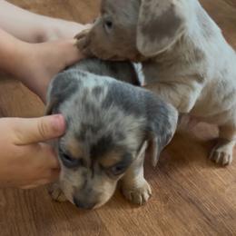 Dapple Baby - Dapple male Dachshund puppy in Chino Valley, Arizona from Dachshund Family Love Breeders