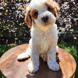 Mochi - Blenheim male Cavapoo puppy in Roseville, California from Heavenly Goldendoodles