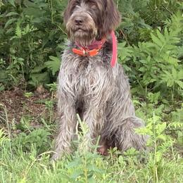 Ava - Wirehaired Pointing Griffon