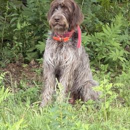 Ava - Wirehaired Pointing Griffon