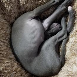Italian Greyhounds from Moon Valley Italian Greyhounds