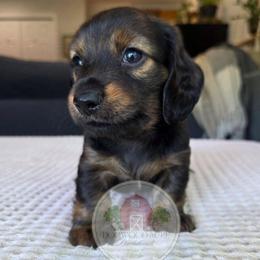 Shaded Red Brindle 1800 - Brindle male Dachshund puppy in Texarkana, Arkansas from Dogwood Acre Dachshunds