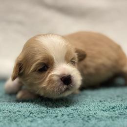 Boy 1 - Gold and white male Shih Tzu puppy in Mobile, Alabama from FluffyTail Shih Tzu