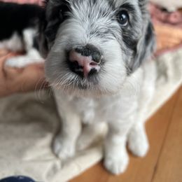 Sheepadoodle Puppies from Life Unleashed Farm