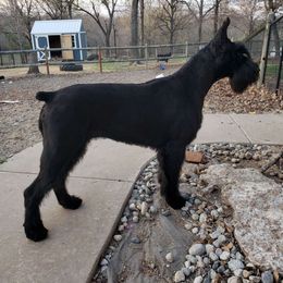 Venus - Giant Schnauzer