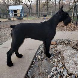 Venus - Giant Schnauzer