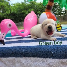 Labrador Retriever Puppies from Texas Finest English Labradors