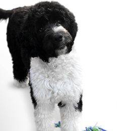 Shumpert - Portuguese Water Dog