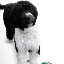 Shumpert - Portuguese Water Dog