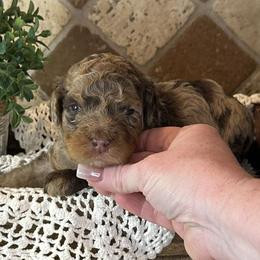 Bernedoodle puppies from Neighborhood Poodles & Doodles