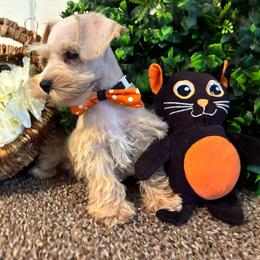 Twister (Green Collar) - Wheaten male Miniature Schnauzer puppy in Hemet, California from Journee Home Mini Schnauzers