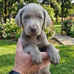 Silver female - Silver female Dilute Retriever puppy in Swanton, Ohio from SilverWater Labs