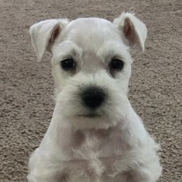 Miniature Schnauzers from Johnson Schnauzer’s