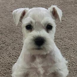 Miniature Schnauzers from Johnson Schnauzer’s