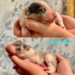 Blue Bell - Slate merle male Border Collie puppy in Santa Cruz, California from Von Guadachi German Shepherds & Audacity Border Collies