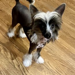 Jushae's Southern Charm  (We affectionately call him JR because he has markings and a personality like his daddy) - Sable male Chinese Crested puppy in Anniston, Alabama from Jushae Kennel