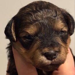 David - Sable male Schnoodle puppy in Temple, Texas from Schnauzers Of Taylor