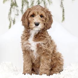Australian Labradoodle Puppies from Sugar Cookie Australian Labradoodles