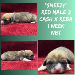 Sneezy - Red male Pembroke Welsh Corgi puppy in Stephenville, Texas from Rising JM Pembrokes