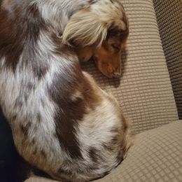 Mia - Dachshund