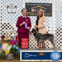 Jade - Australian Cattle Dog