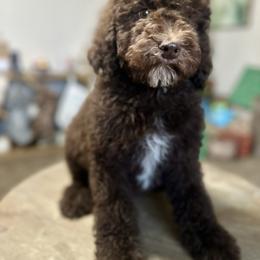 Snubbull - Chocolate female Goldendoodle puppy in Twin Falls, Idaho from Burrow & Bone