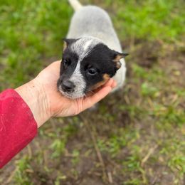 Daisy - Blue female Australian Cattle Dog puppy in Cottage Grove, Oregon from Heirloom Ranch