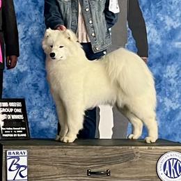 Bluey - Samoyed